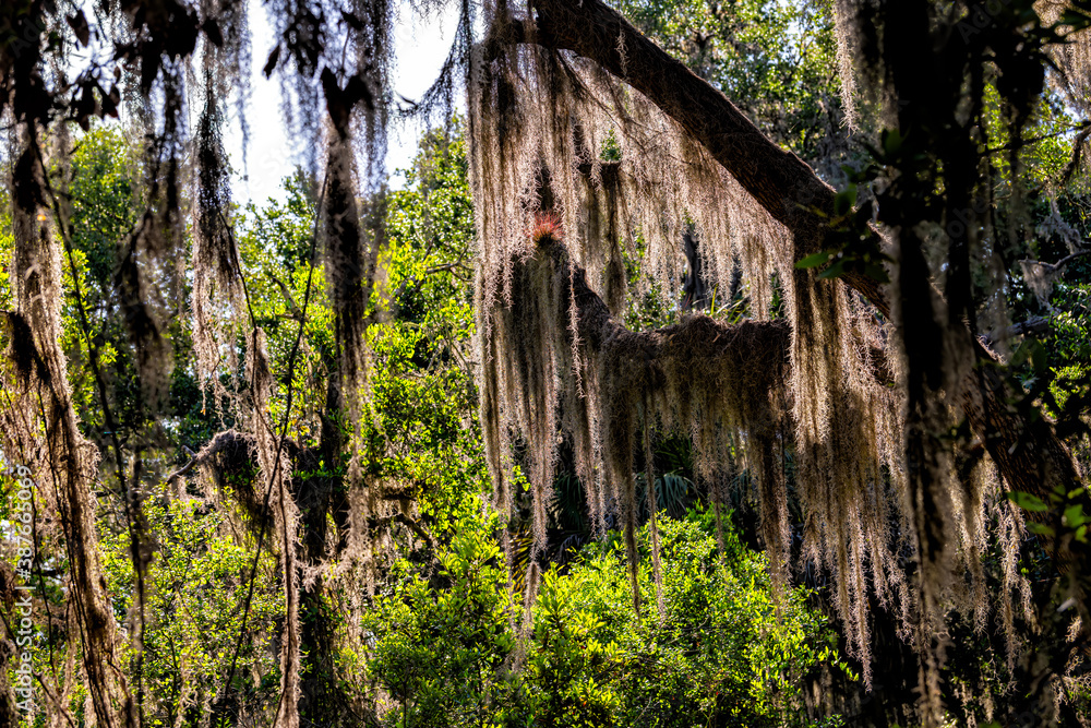 Oak trees at Deep hole sinkhole hiking trail covered in Spanish moss at Myakka River state park in Sarasota Florida Oak trees at Deep hole sinkhole hiking trail covered in Spanish moss at Myakka River state park in Sarasota Florida
