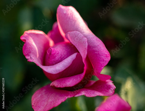 pink rose just blooming