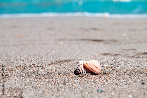 Seashells sea shells shelling foreground on Sanibel Island, Florida during day on Gulf of Mexico shore and bokeh background of colorful blue water ocean