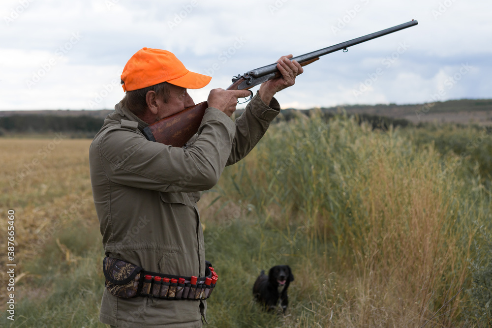 Fototapeta premium Duck hunter with shotgun walking through a meadow.