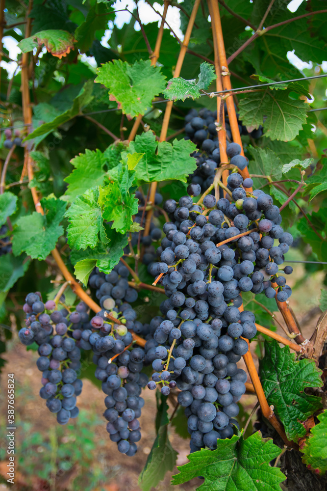 Fototapeta premium Large bunches of red wine grapes in vineyard.