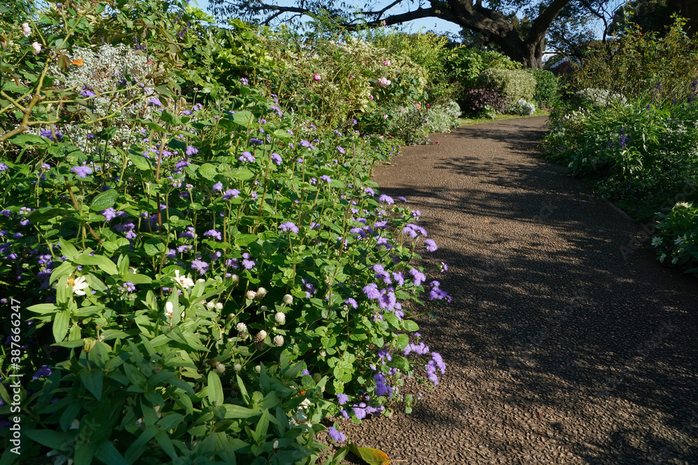 path in the flower garden path in the flower garden