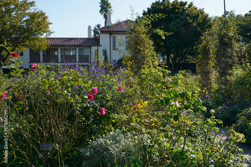 flowers in a garden © Matthewadobe