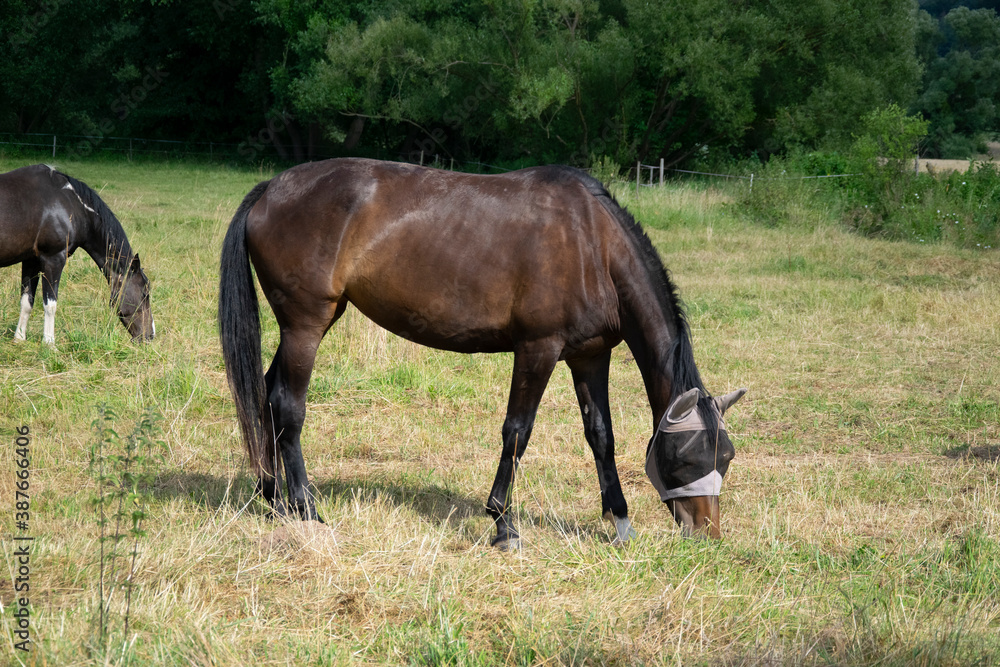 Fototapeta premium one horse in field 