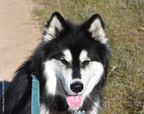 Picture Perfect Alaskan Malamute Dog on a Sunny Day photo