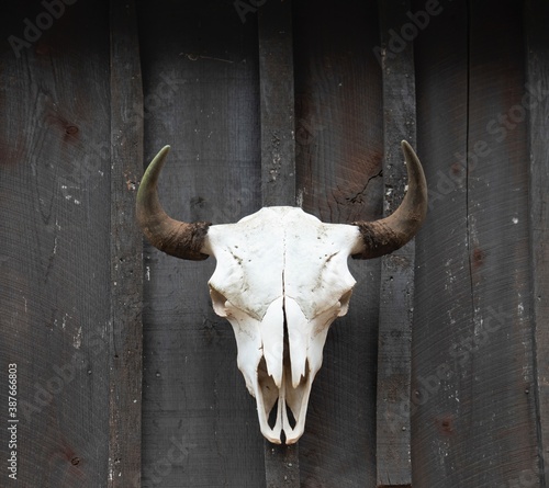 Bison skull with horn displayed on a weathered wood barn wall.