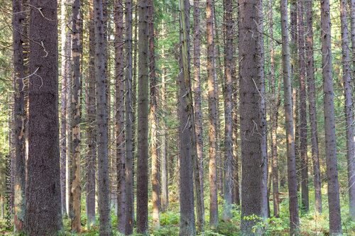 A dense forest of tall, straight, moss-covered pines in northwest Russia.