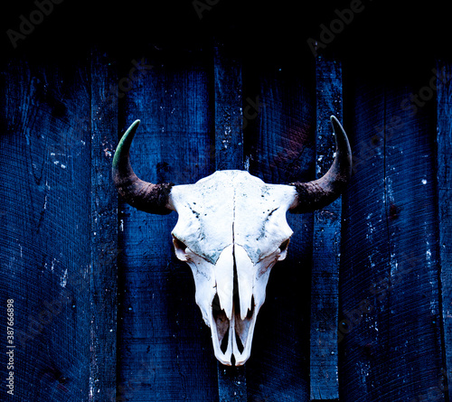 Bison skull with horn displayed on a weathered wood barn wall.