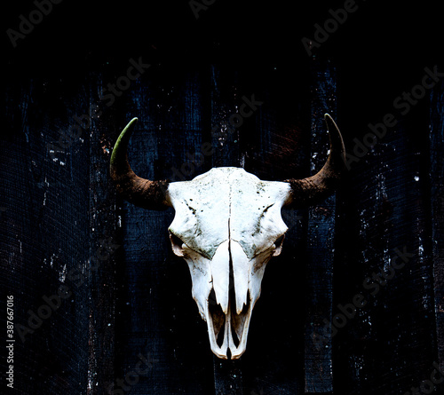 Bison skull with horn displayed on a weathered wood barn wall.