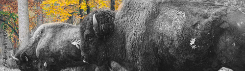 Herd of bison on grass field with autumn leaves in the background, forrest in color but bison are in black and white.