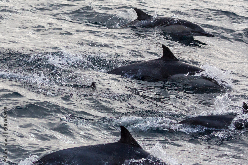 Fototapeta premium Wild dolphins swimming in the waters outside of Santa Cruz Island in Channel Islands National Park (California).