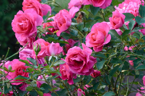 pink rose in the garden © Matthewadobe