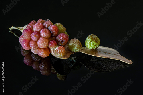 Leaf Galls Still Life on black glass background.  Leaf galls are caused by insect larvae making their homes under plant tissue.   photo