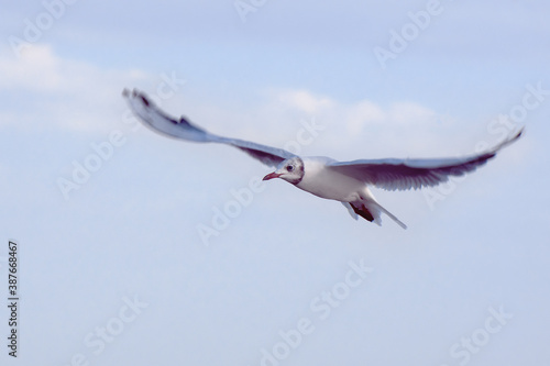 seagull in flight