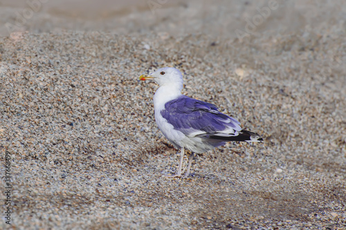 seagull on the beach