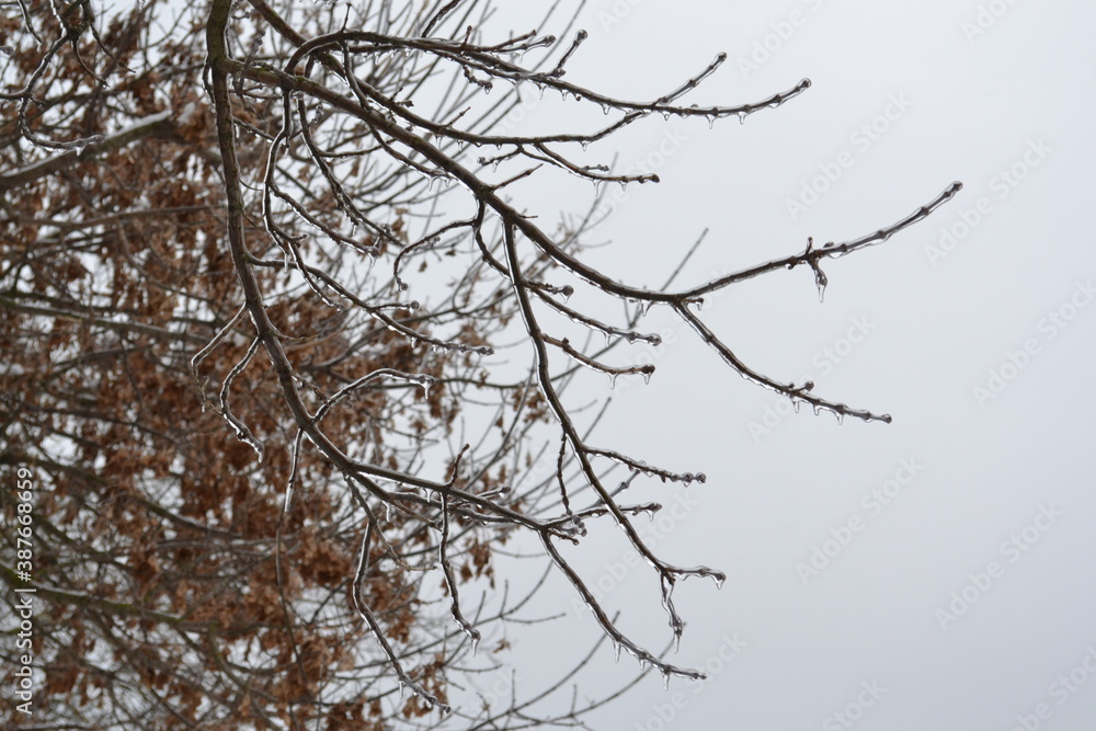 branches against sky branches against sky