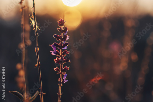 sunset in the forest