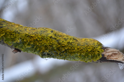 close up of a willow