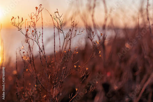 sunset in the grass