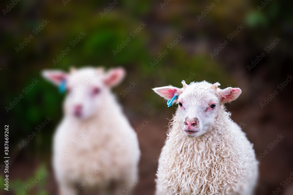 Two adorable baby white lamb Icelandic sheep standing grazing at farm in east Iceland summer with tiny horns Two adorable baby white lamb Icelandic sheep standing grazing at farm in east Iceland summer with tiny horns