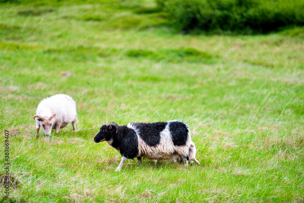 Obraz premium Two Icelandic sheep black and white standing walking grazing green grass pasture at farm field in east Iceland summer with horns
