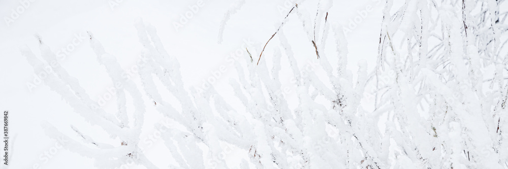 Snow and rime ice on the branches of bushes. Beautiful winter background with twigs covered with hoarfrost. Plants in the park are covered with hoar frost. Cold snowy weather. Cool frosting texture. Snow and rime ice on the branches of bushes. Beautiful winter background with twigs covered with hoarfrost. Plants in the park are covered with hoar frost. Cold snowy weather. Cool frosting texture.