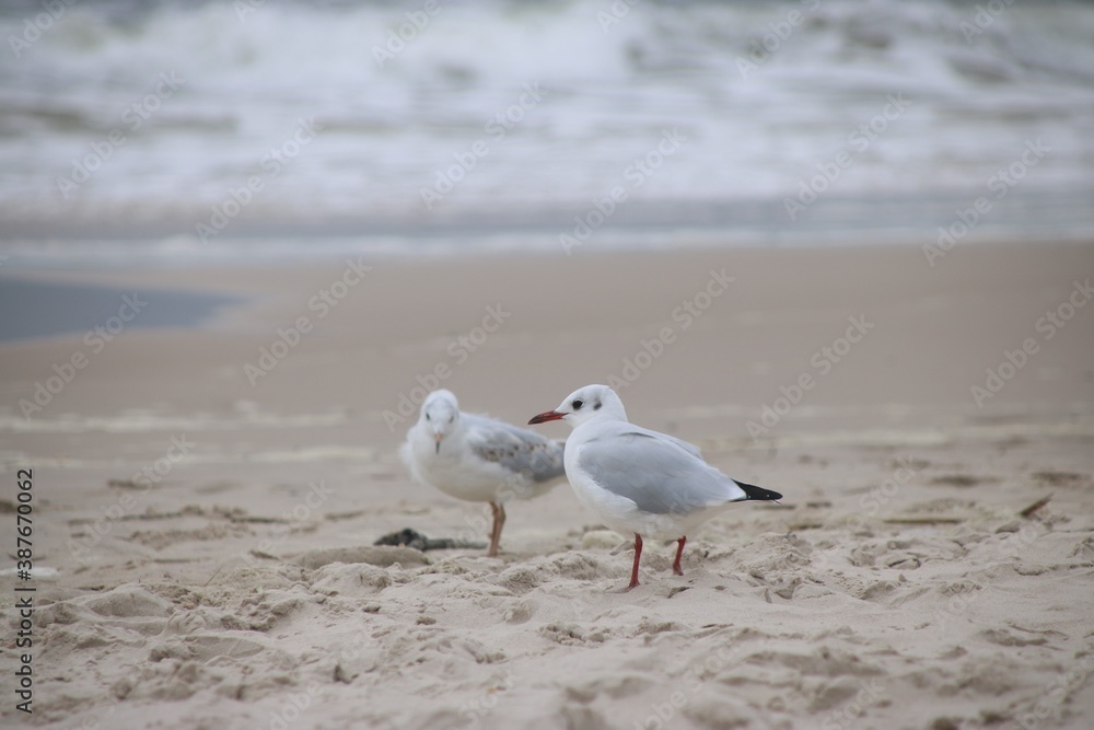 Para mew śmieszek na plaży nad morzem Para mew śmieszek na plaży nad morzem
