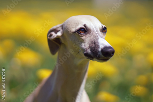 The portrait of a cute fawn and white Whippet dog posing outdoors in a green grass with yellow dandelion flowers in spring