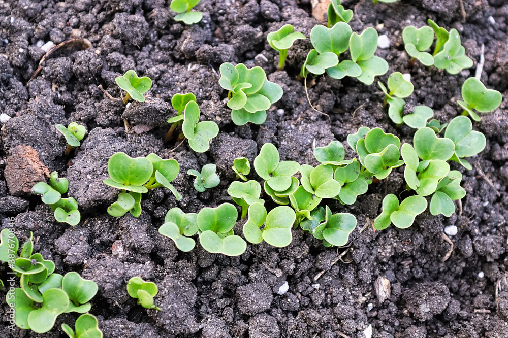 Top macro view of radish microgreens growing in soil Top macro view of radish microgreens growing in soil