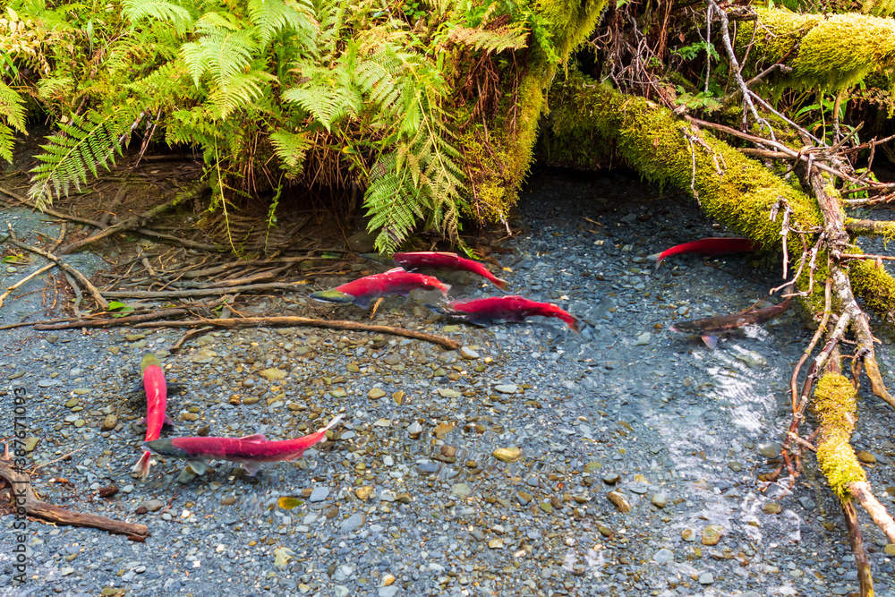 wild, red sockeye salmon spawning in a clear forest stream in Alaska. These fish have reached the end of their migration from the ocean to their river spawning grounds to lay their eggs wild, red sockeye salmon spawning in a clear forest stream in Alaska. These fish have reached the end of their migration from the ocean to their river spawning grounds to lay their eggs
