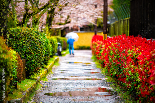 Kyoto, Japan rain puddles cherry blossom sakura flowers trees in spring with people walking on street near Philosopher's walk garden park
