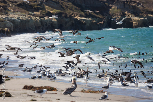 Seabirds searching for food on the coast of Santa Rosa Island in Channel Islands National Park (California).