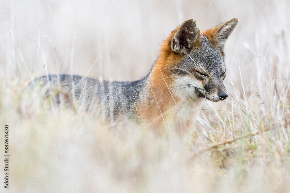Obraz premium A rare, wild island fox searching for food on Santa Rosa Island in Channel Islands National Park. The island fox is found only on these islands and nowhere else in the world.