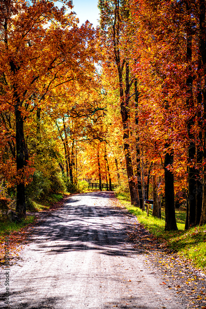 Street gravel dirt road during orange red autumn in rural countryside in northern Virginia with trees lining path in vibrant foliage neighborhood