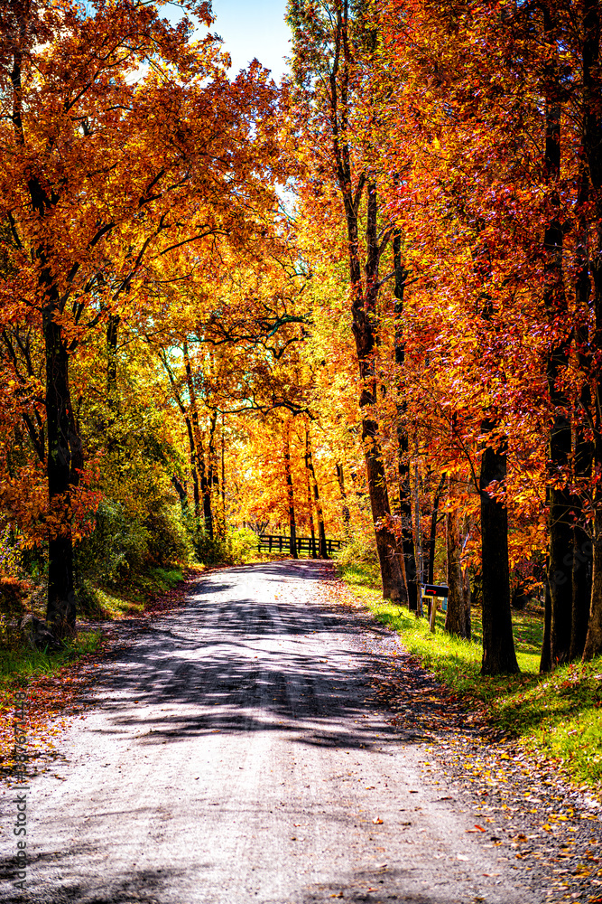 Obraz premium Street gravel dirt road during orange red autumn in rural countryside in northern Virginia with trees lining path in vibrant foliage neighborhood