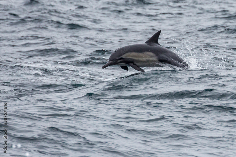 Fototapeta premium Wild dolphins swimming in the waters outside of Santa Cruz Island in Channel Islands National Park (California).