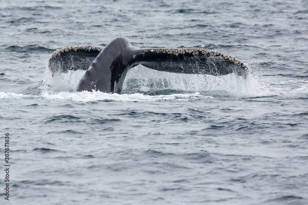 Fototapeta premium A wild humpback whale in the waters outside of Channel Islands National Park off the coast of California.
