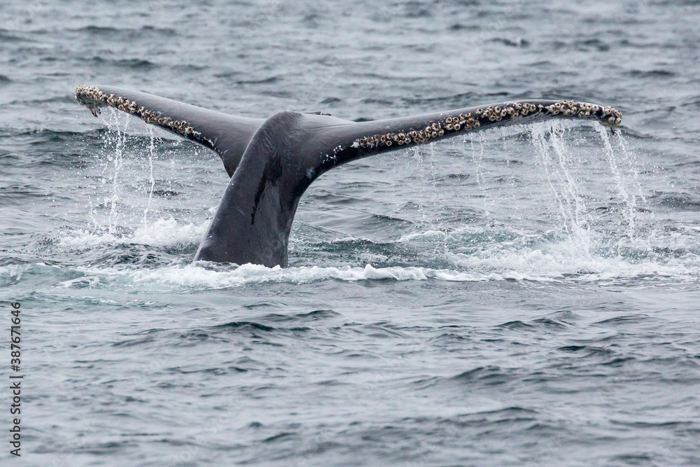 Obraz premium A wild humpback whale in the waters outside of Channel Islands National Park off the coast of California.