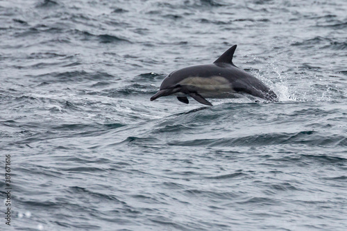 Wild dolphins swimming in the waters outside of Santa Cruz Island in Channel Islands National Park  California .