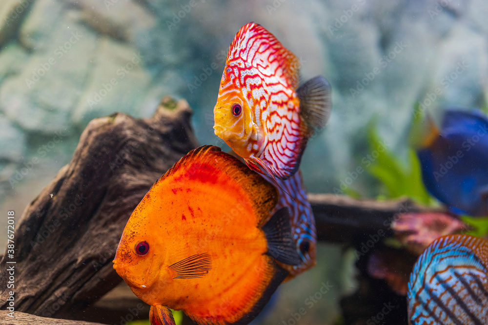 View of discus fish swimming in planted aquarium. Tropical fishes ...