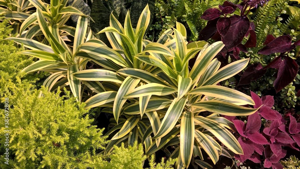 scenic view of green plants for multipurpose use scenic view of green plants for multipurpose use