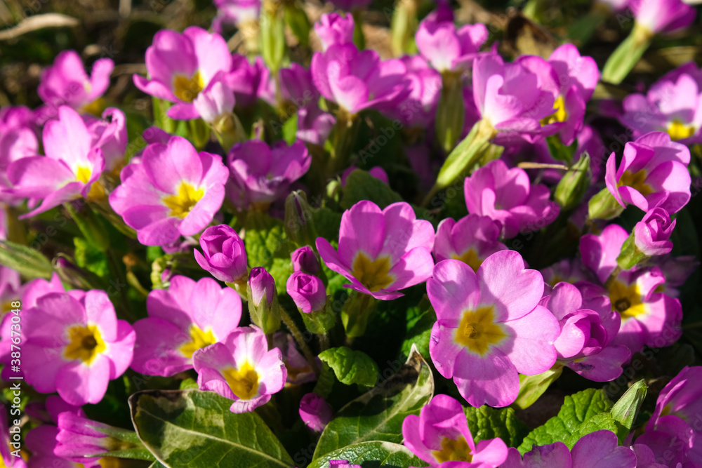 Spring pink primroses flowers, primula polyanthus background, purple primroses in spring, the beautiful colors primrose flowers in the garden