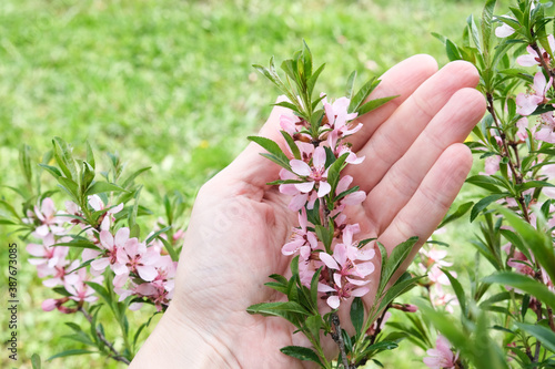 A hand holding beautiful tree branches with pink flowers, almond steppe or Sakura, beautiful spring background, decorative flowering culture with expressive fragrant flowers