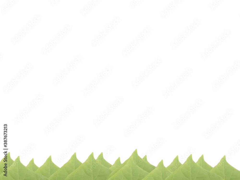 Obraz premium green grass background