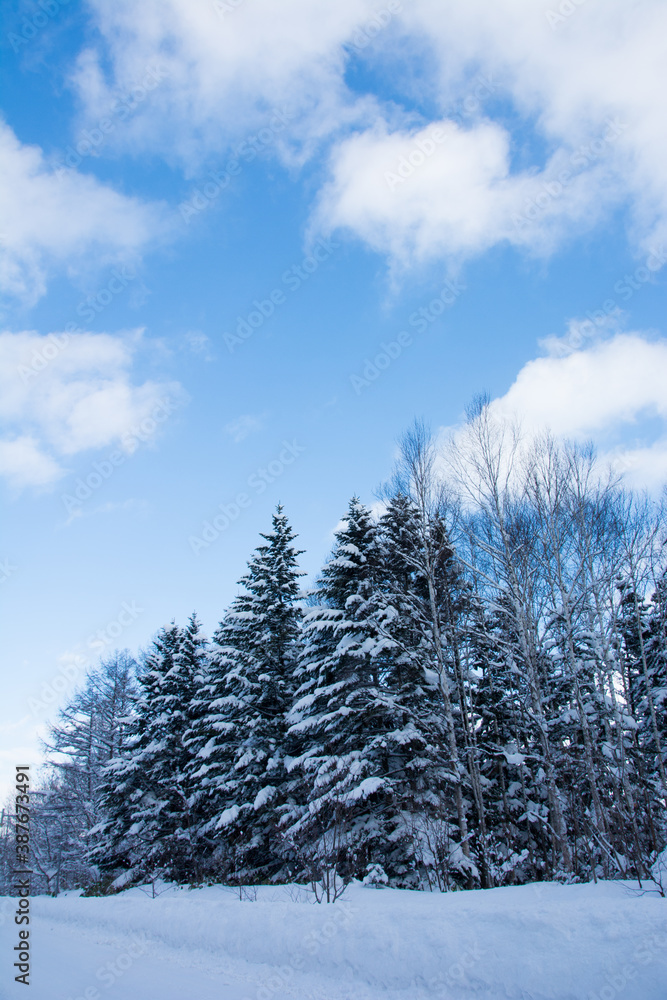 雪が積もった松林と青空 雪が積もった松林と青空