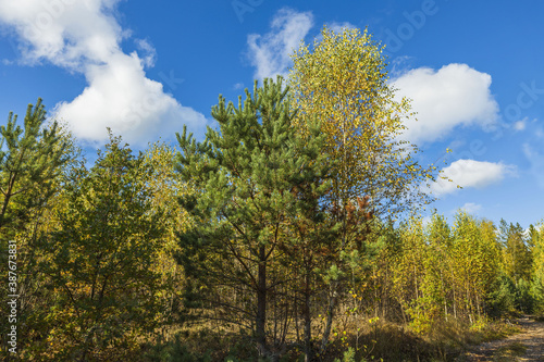 Beautiful view of autumn yellowed forest trees on blue sky background.