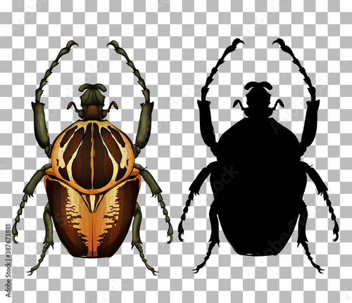 Beetle on transparent background