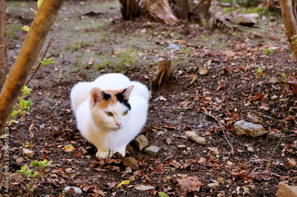 Fototapeta premium 上品な三毛猫 道 田舎 秋の日