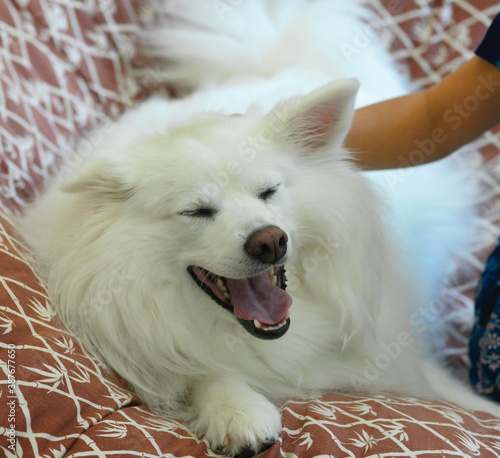 Laughing Dog American Eskimo