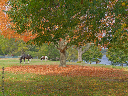 Horses on Farm in Fall